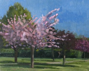 Spring Blossom, Flowering Cherry. Oil Painting by Roy Connelly