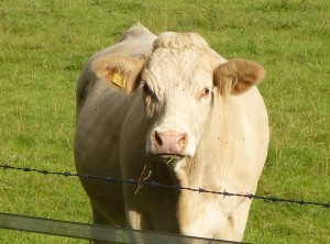 cow