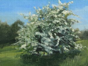 Hawthorn Blossom study